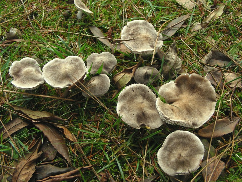 Tricholomi girotondini